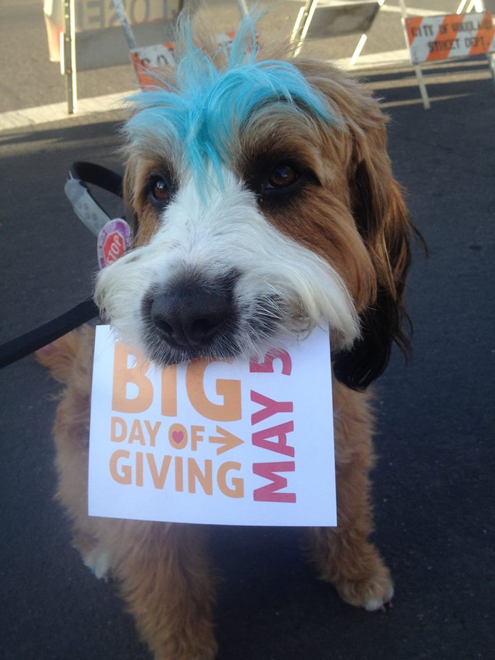 A dog with white, brown and blue fur on its face holds a sign in its mouth- Big Day of Giving.